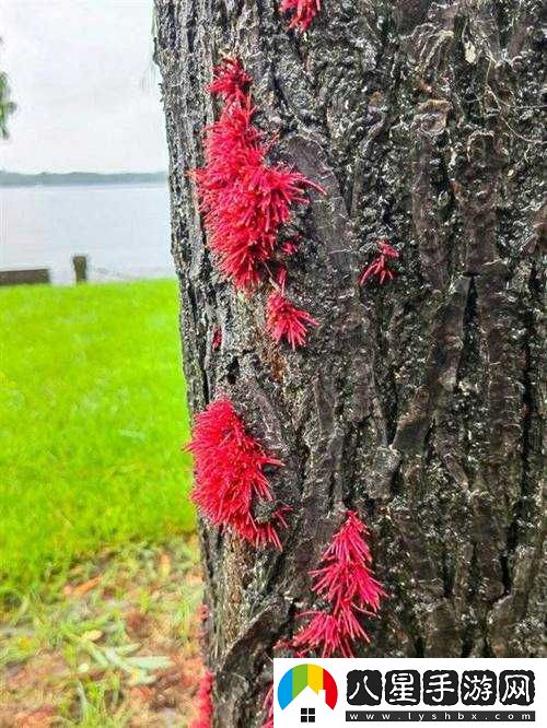 南方潮濕致樹(shù)長(cháng)氣生根現象凸顯