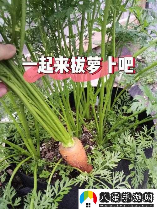 拔蘿卜痛又降黃 9.1 現看處理技巧及應對方法