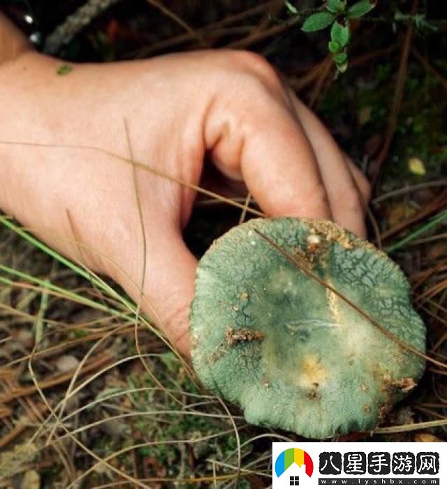 蘑菇mogula笑不活了科技圈新晉“網(wǎng)紅”的這點(diǎn)事！