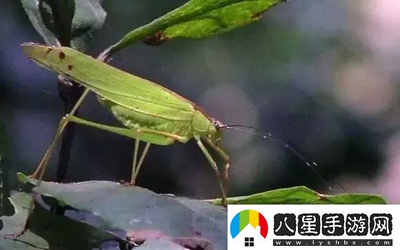 鳴蟲(chóng)叫聲多樣性