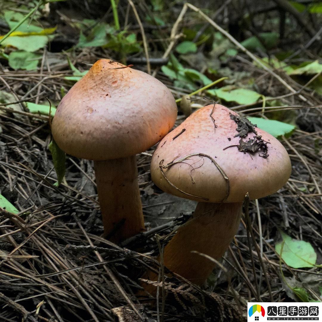 噓松樹(shù)林的蘑菇秘密創(chuàng  )新菌種讓世界矚目！